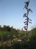 Matthiola longipetala ssp. livida