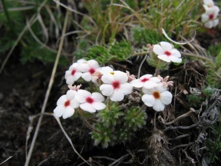 Image of Androsace barbulata specimen.