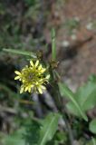 Sisymbrium brassiciforme