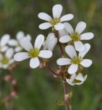 Saxifraga bulbifera