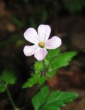 Geranium robertianum