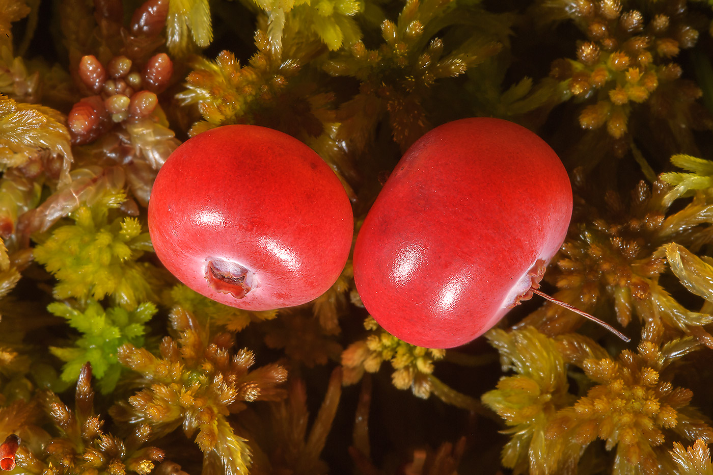 Изображение особи Oxycoccus palustris.