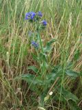 Anchusa officinalis. Побег цветущего растения. Украина, Черкасская обл., Каневский р-н, РЛП \"Трахтемиров\", вершина холма, лугово-степной участок. 28 июня 2013 г.