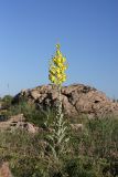 Verbascum songaricum. Цветущее растение. Южный Казахстан, горы Каракус. 16.05.2013.