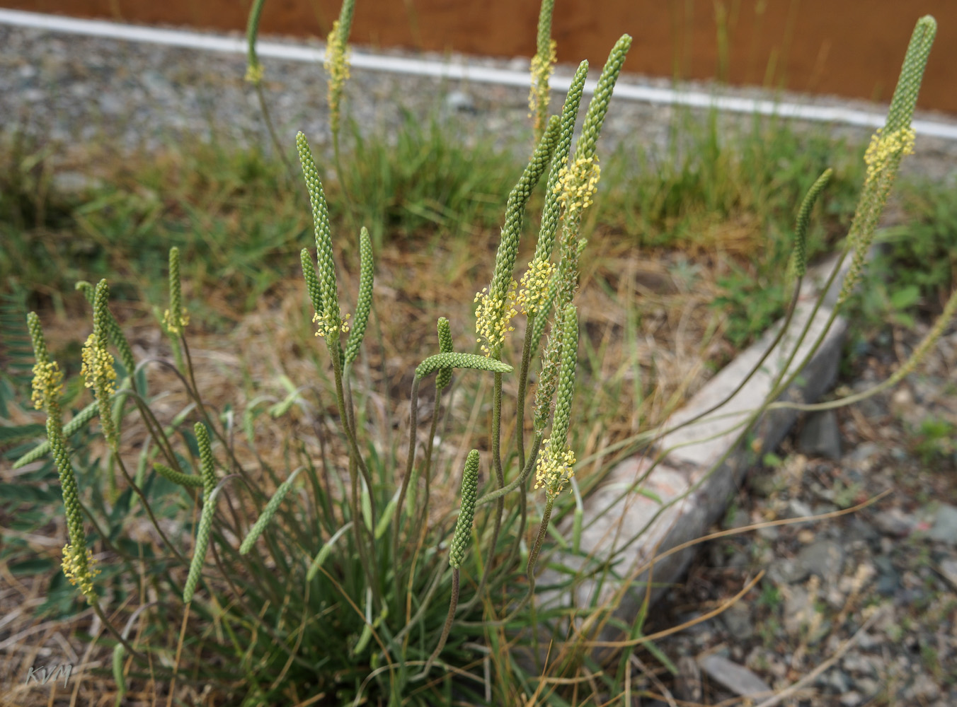 Изображение особи Plantago salsa.