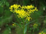 Senecio nemorensis