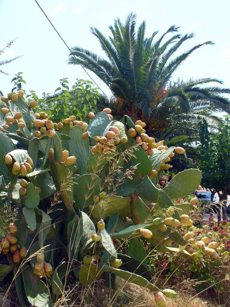 Изображение особи Opuntia ficus-indica.