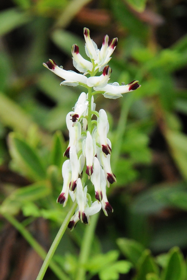 Image of Fumaria capreolata specimen.