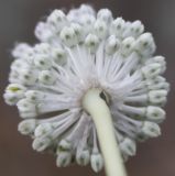 Allium guttatum. Соцветие (вид снизу). Херсонская обл., заповедник Аскания-Нова, степь. 17.07.2009.