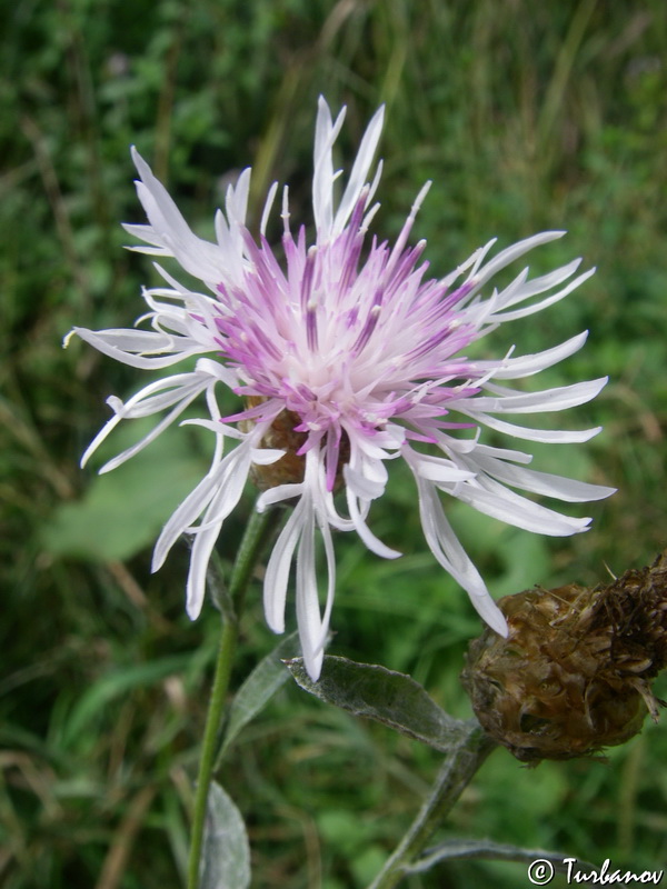 Изображение особи Centaurea jacea.