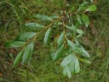 Salix phylicifolia. Ветвь. Окрестности Мурманска, конец августа.