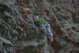 Campanula mirabilis