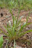 Silene chlorantha