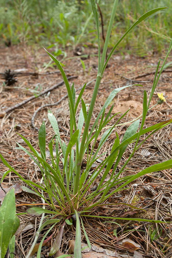 Изображение особи Silene chlorantha.