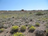 Helianthemum songaricum