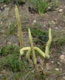 Orostachys spinosa. Цветущие растения. Иркутская обл., Иркутский р-н, окр. дер. Жердовка, степь на вершине холма. 14.08.2015.