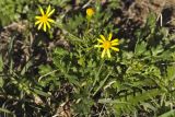 Senecio leucanthemifolius. Цветущее растение. Греция, Эгейское море, север о-ва Парос, национальный парк Св. Яниса Детис Колимбифрес; скалистый берег моря. 14.01.2016.