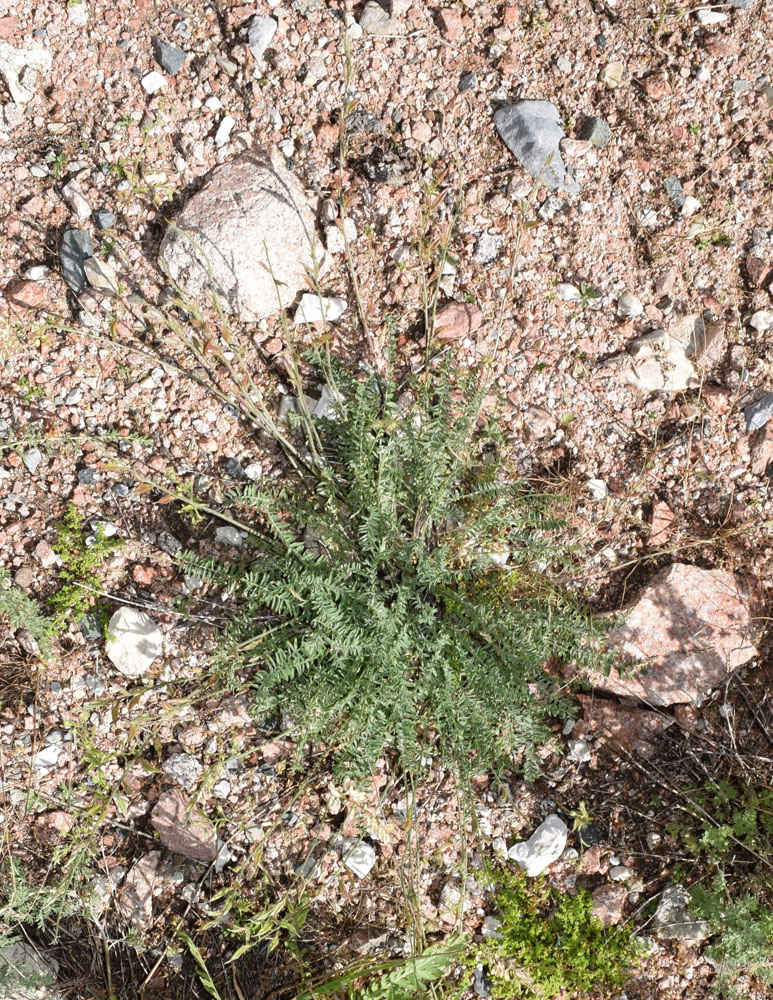 Изображение особи Oxytropis pilosissima.