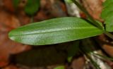 Platanthera maximowicziana. Лист. Приморский край, Находкинский городской округ, окр. пос. Авангард, в дубовом лесу. 05.07.2016.