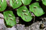 Asplenium trichomanes