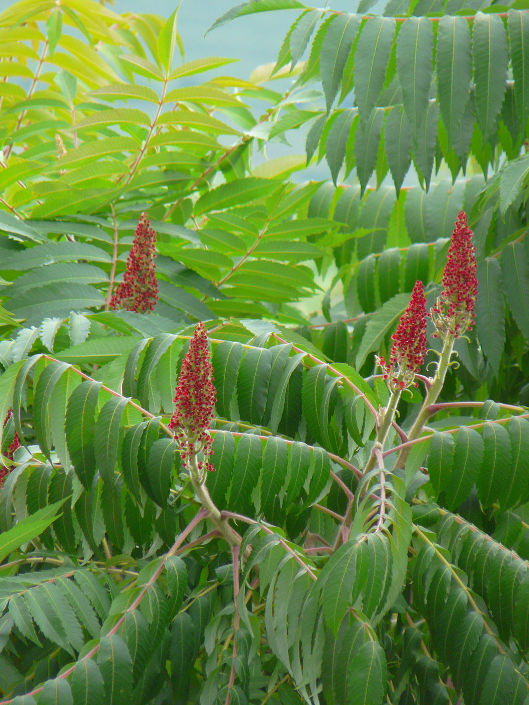 Изображение особи Rhus glabra.