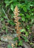 Orobanche hederae