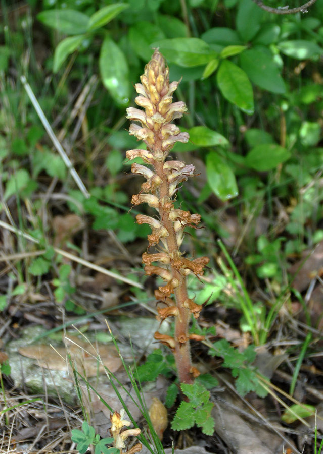 Изображение особи Orobanche hederae.