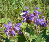 Prunella grandiflora. Верхушки побегов с соцветиями. Ульяновская обл., Карсунский р-н, окр. с. Теньковка, гряда мергелисто-меловых склонов к р. Урень и её правому притоку к северу и востоку от села. 7 июля 2015 г.