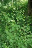 Betula humilis