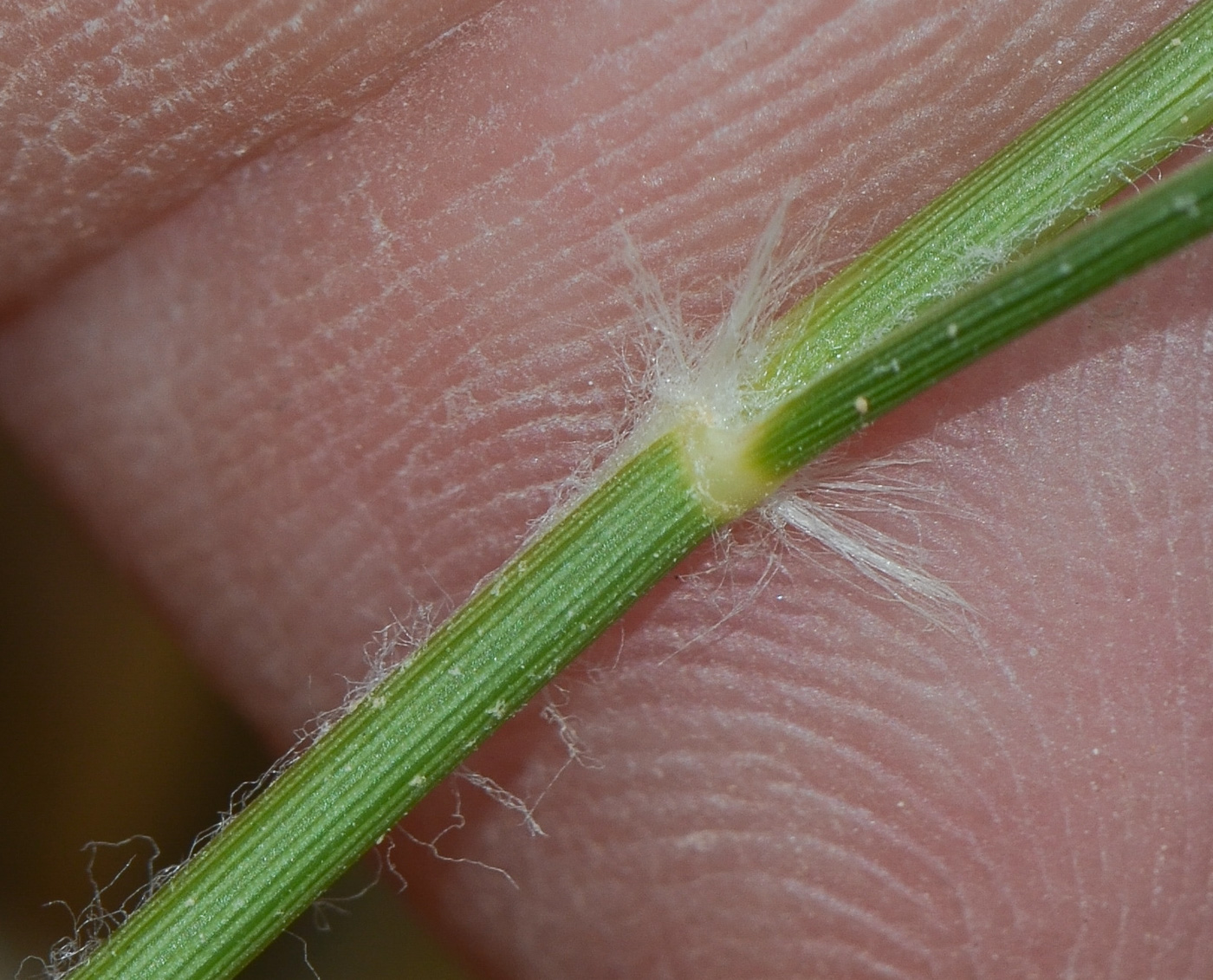 Изображение особи Stipagrostis plumosa.