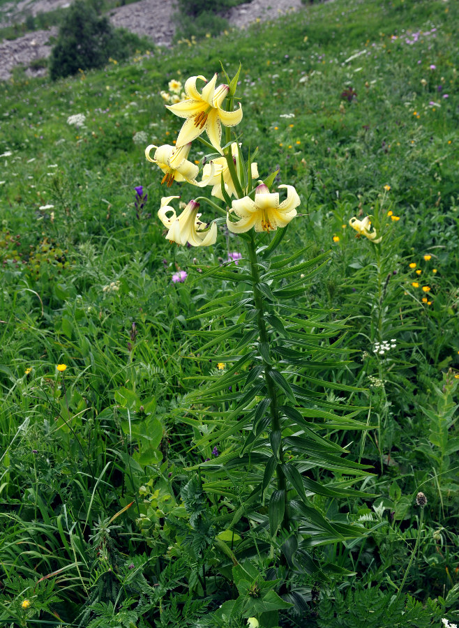 Изображение особи Lilium monadelphum.