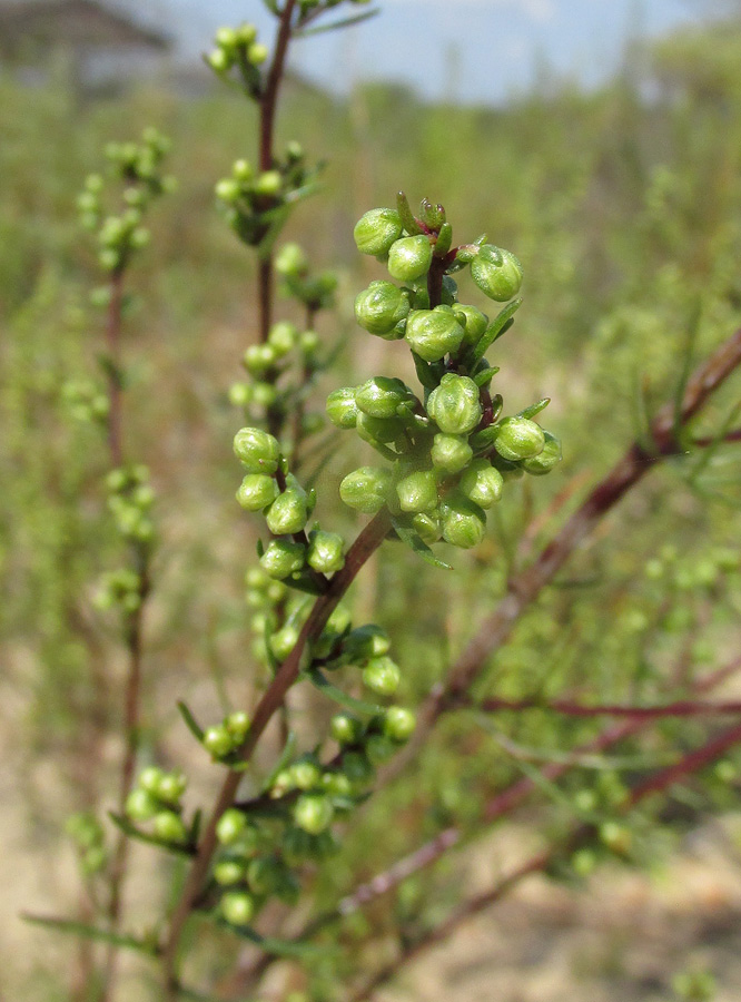 Изображение особи Artemisia commutata.