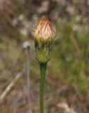 Leontodon biscutellifolius