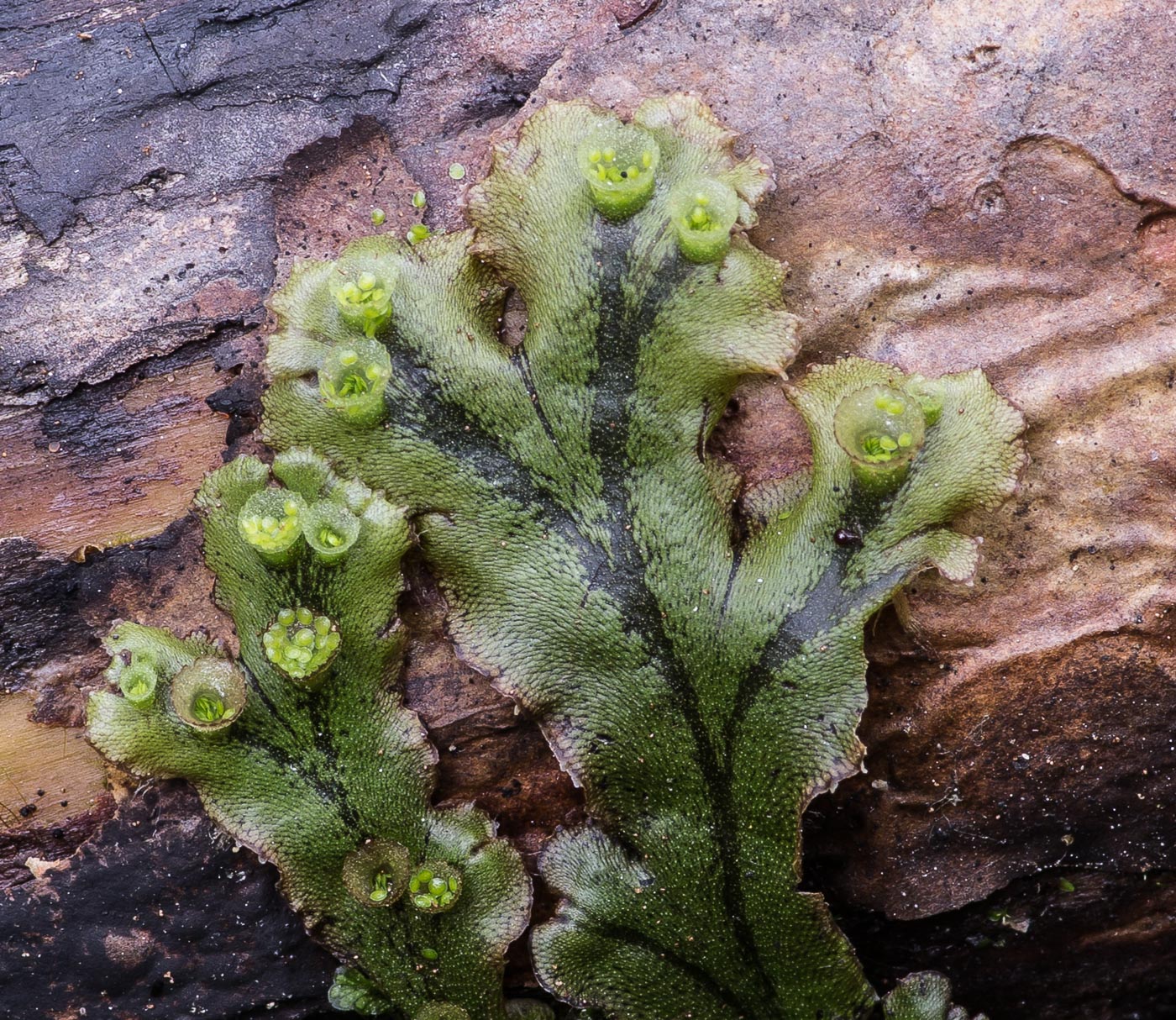 Изображение особи Marchantia polymorpha.