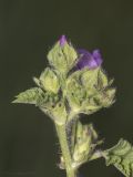 Malva sylvestris