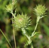 Carlina intermedia