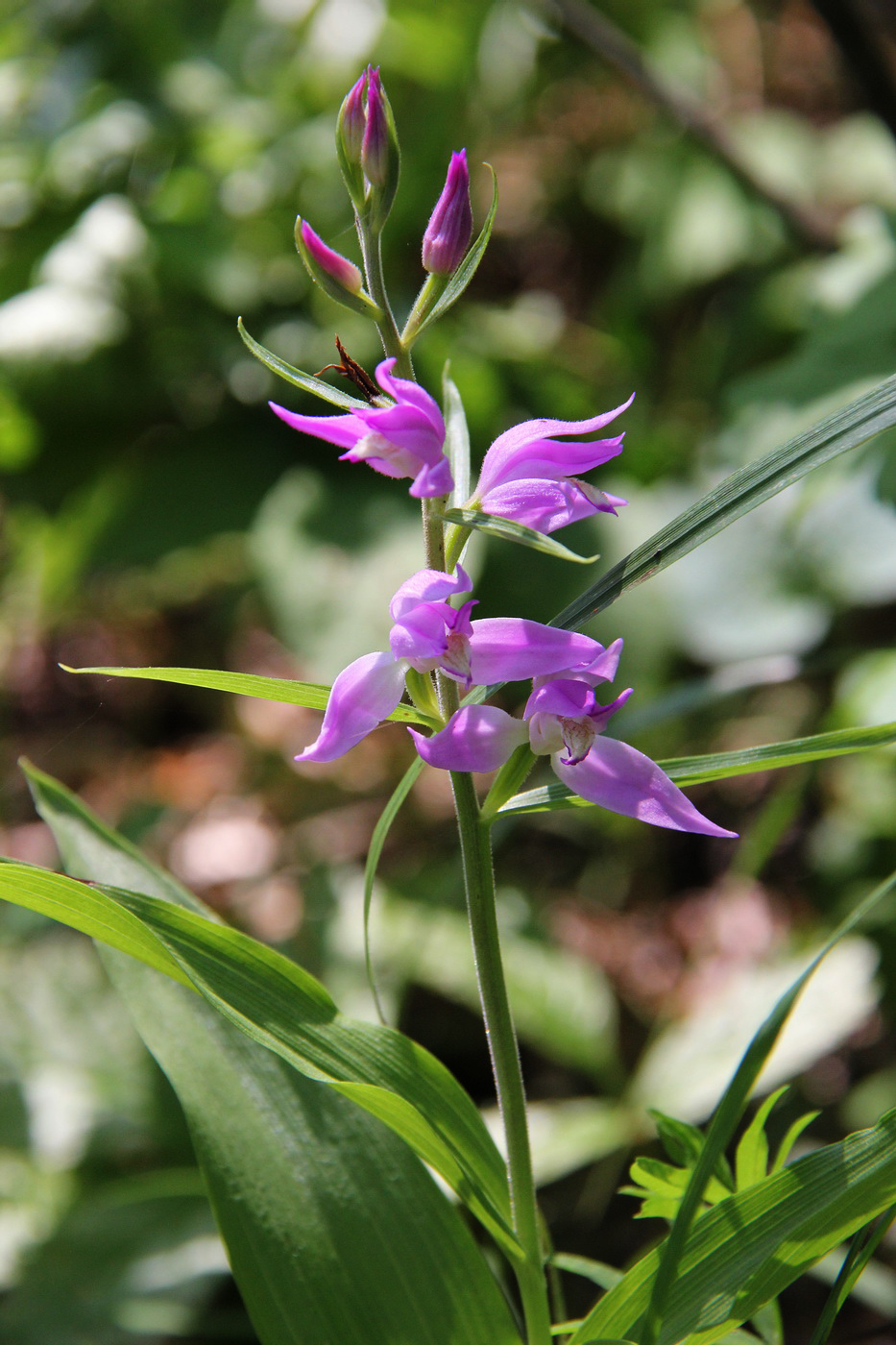 Изображение особи Cephalanthera rubra.