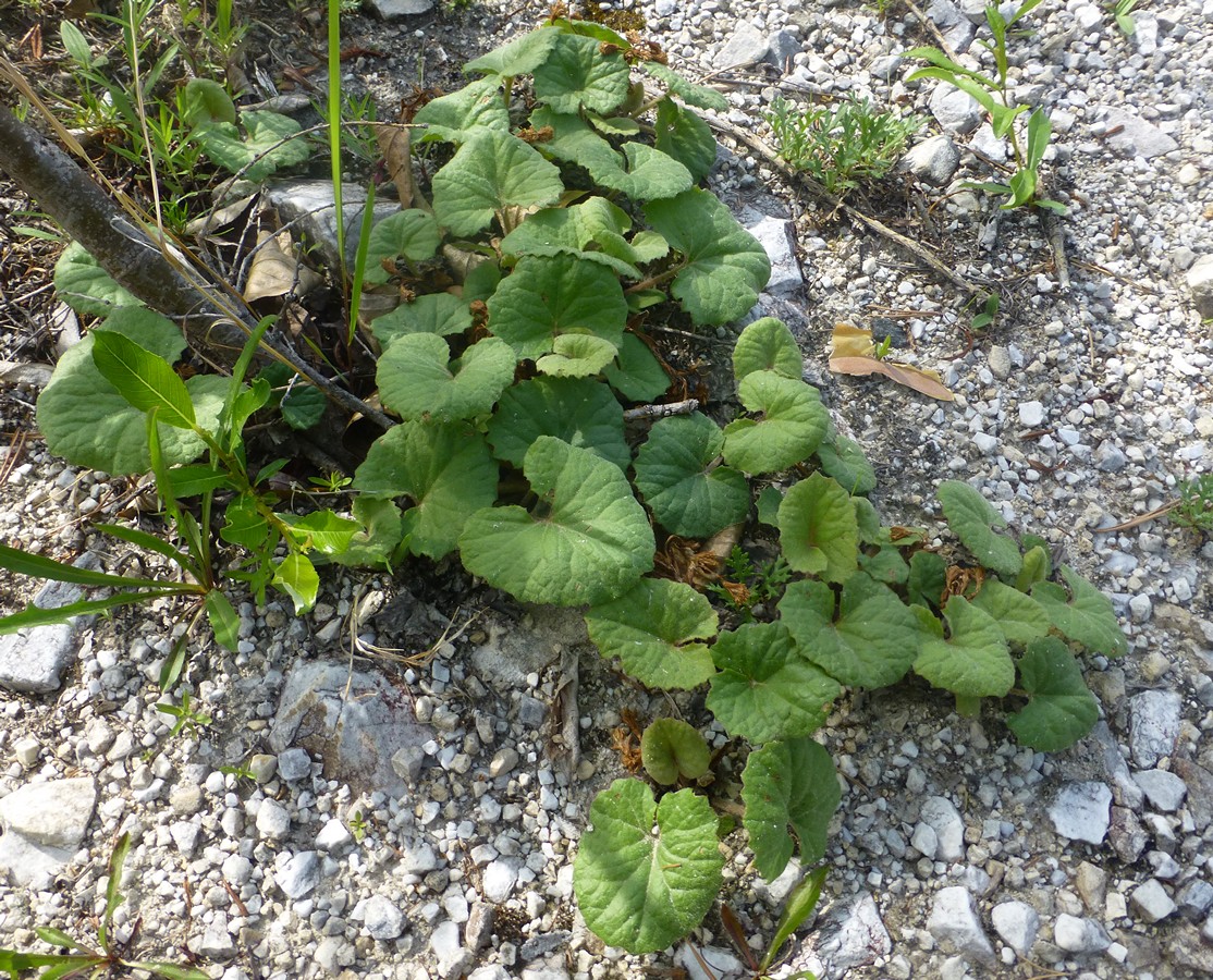 Изображение особи Petasites rubellus.