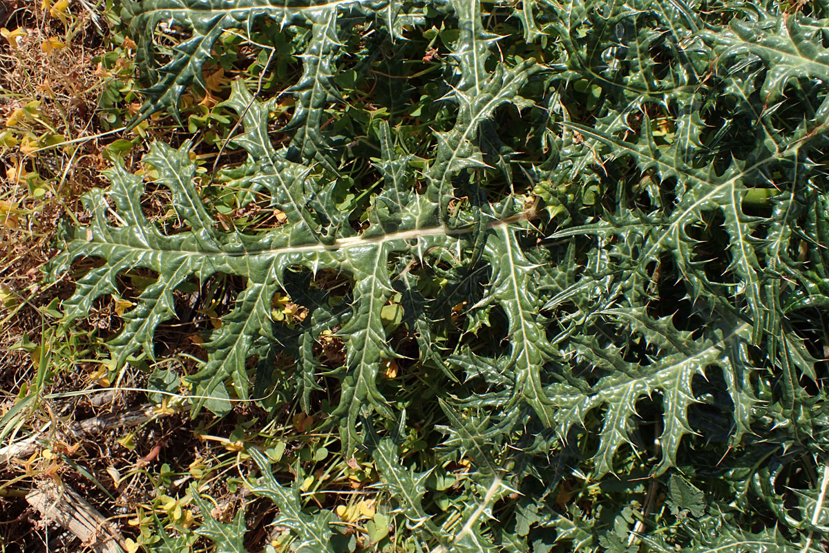 Изображение особи Acanthus spinosus.