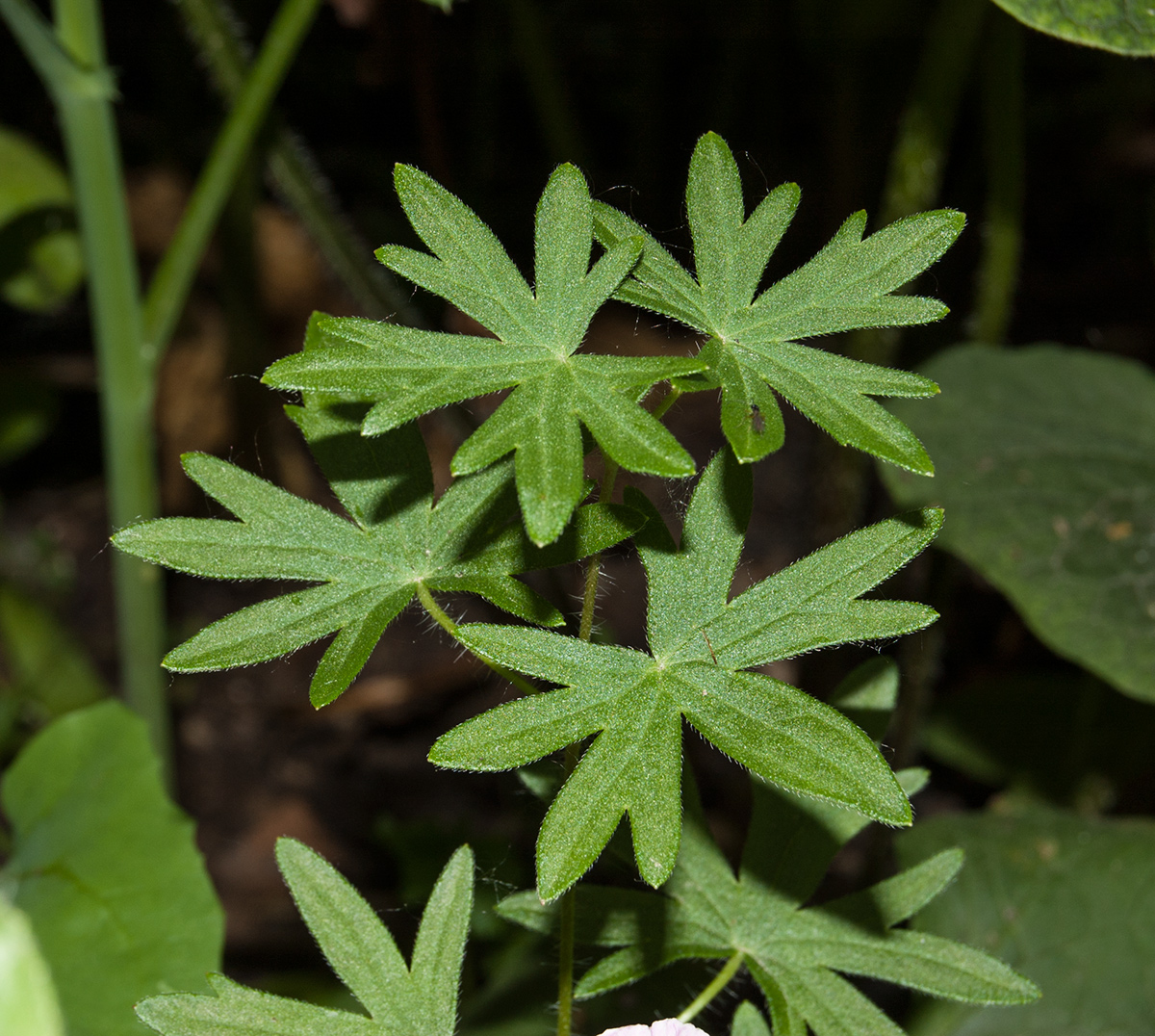 Изображение особи Geranium sanguineum.