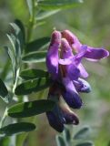 Vicia nervata