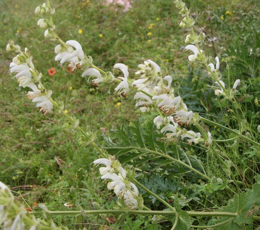 Изображение особи Salvia limbata.