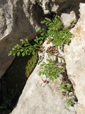 Asplenium ruta-muraria. Спороносящие растения. Горный Крым, Бабуган-яйла. 23.08.2011.