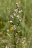 Erigeron acris. Верхушка цветущего растения. Башкортостан, окр. г. Стерлитамак, дно оврага, поляна среди древесно-кустарниковых зарослей, разнотравный луг. 30.06.2020.