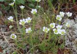 Minuartia arctica