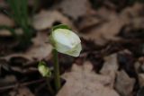 Helleborus niger