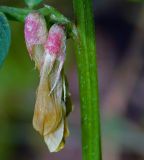 Vicia ciliatula