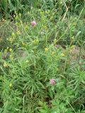 Ranunculus acris