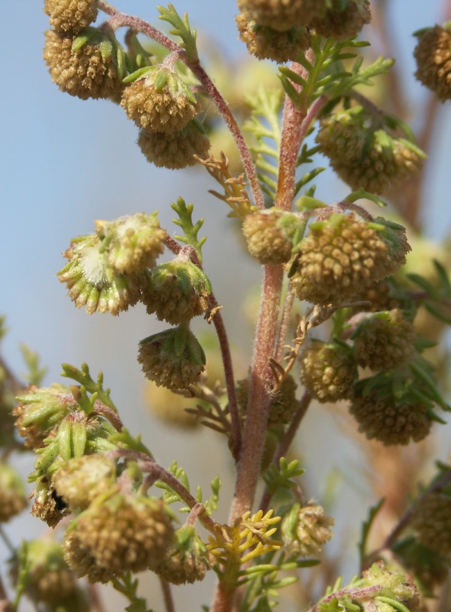 Изображение особи Artemisia rupestris.