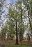 Salix alba. Цветущее дерево. Астраханская обл., Наримановский р-н, окр. пос. Сенной, берег р. Волга. 25.04.2021.